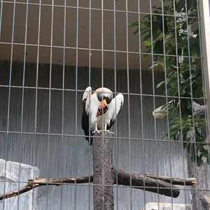 King vulture
