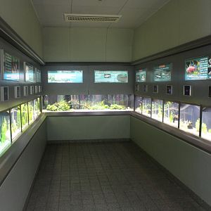 Inside the freshwater aquarium
