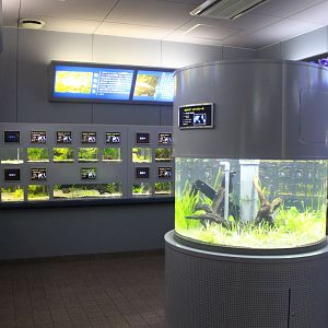Inside the freshwater aquarium