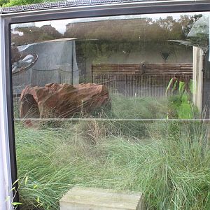 Volcanic rabbit exhibit