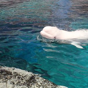 Beluga