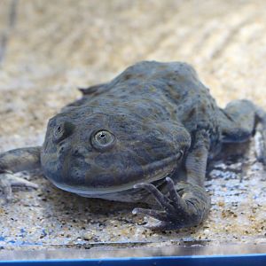 Budgett's frog (Lepidobatrachus laevis)