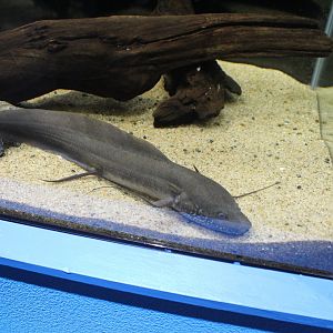 Gilled lungfish