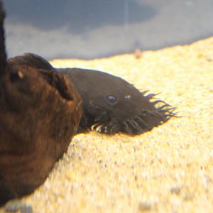 Ancistrus ranunculus