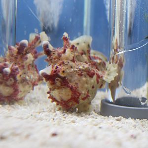 Antennarius maculatus