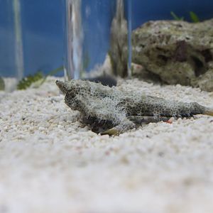 Ogcocephalus cubifrons