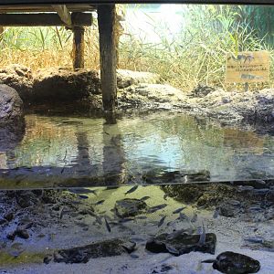 Fish exhibit