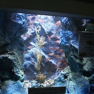 Fish tank