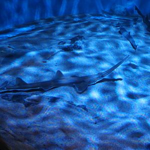 Japanese sawshark