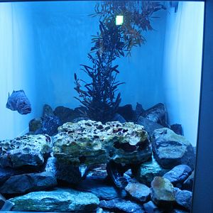 Wolffish tank with other fish