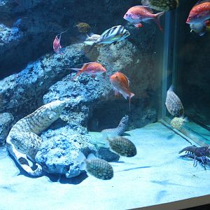 Moray eel and others