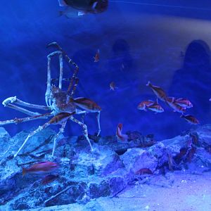 The "Must-have" species for Japanese aquarium