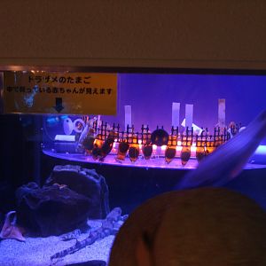 Eggs of cloudy catshark