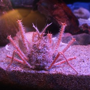 Spiny King Crab (Paralithodes rathbuni)