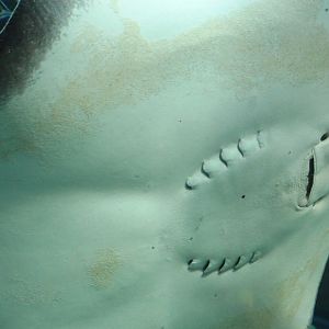 Stingray