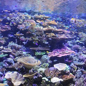 Coral reef tank