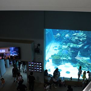 Fish tank view from 3rd floor