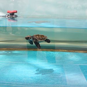 Loggerhead sea turtle