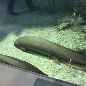 Australia lungfish