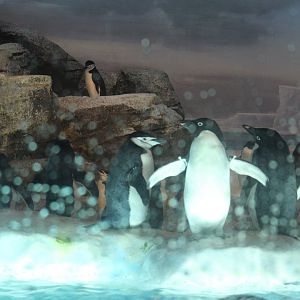 Chinstrap and Adelie penguin