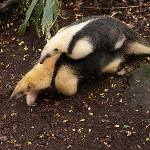 Southern Tamandua in the Rainforest Life exhibit