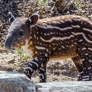 One month old Baird's tapir