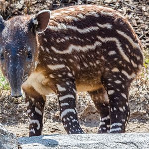 One month old Baird's tapir
