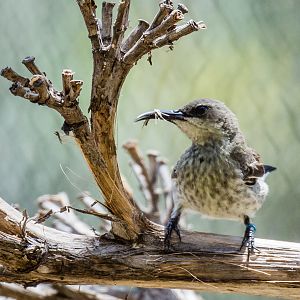 Female splendid sunbird