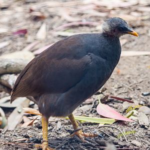 Tongan scrubfowl