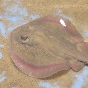 Unknown ray species
