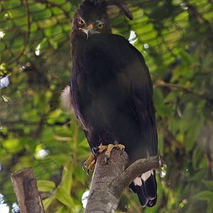 Long-crested Eagle at Beauval, 12/06/18
