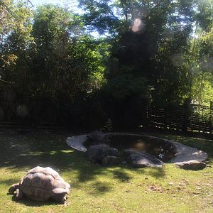 Giant Tortoise Enclosure at Beauval, 12/06/18