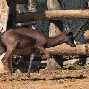Melanistic Springbok at Beauval, 12/06/18