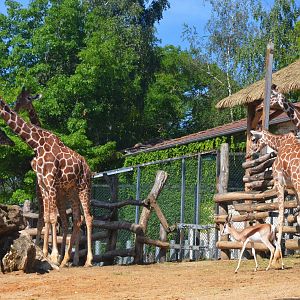 Reticulated Giraffes and Springbok at Beauval, 12/06/18