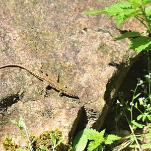 Wild Common Wall Lizard at Beauval, 12/06/18