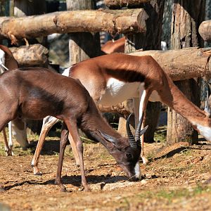 Melanistic and 'Normal' Springbok at Beauval, 12/06/18