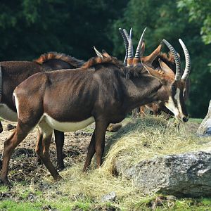 Southern Sable Antelope at Beauval, 12/06/18