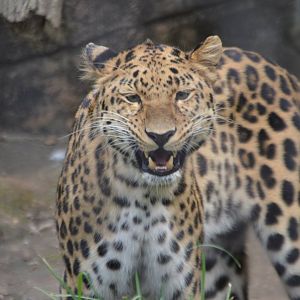 Panthera pardus orientalis smiling