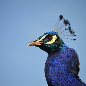 Pavo cristatus