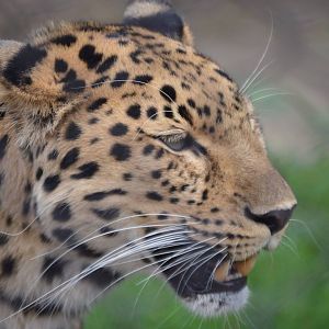 Panthera pardus orientalis portrait