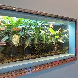 Wild Life Trek - Life in the Water - Chinese Crocodile Lizard Exhibit
