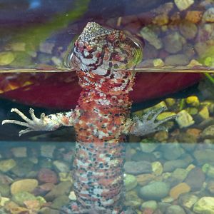 Wild Life Trek - Life in the Water - Chinese Crocodile Lizard Exhibit