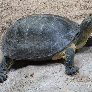 Wild Life Trek - Life in the Water - Walk-through Aviary Room - Yellow-headed Temple Turtle