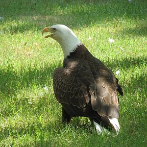Wild Life Trek - Life In The Water - Bald Eagle Exhibit