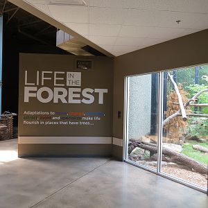 Wild Life Trek - Life In The Forest - Bobcat Exhibit Viewing Area