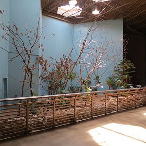 Wild Life Trek - Life In The Forest - Walk-through Aviary Room