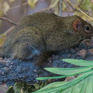 Wild Life Trek - Life In The Forest - Northern Treeshrew Exhibit