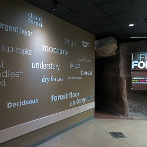 Wild Life Trek - Life in the Forest - Cave Exhibit Entrance