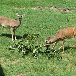 Wild Life Trek - Life in the Forest - White-tailed Deer Exhibit