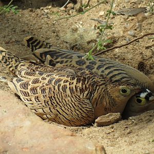 Wild Life Trek - Life in the Desert - Walk-through Aviary Room - Four-banded Sandgrouse